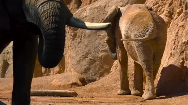 Groupe d'éléphants du désert par une chaude journée d'été, essayant de socialiser, Ultra hd 4k, en temps réel 