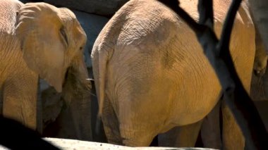 Bir sıcak yaz günü, sosyalleşmek çalışırken, ultra hd 4k, gerçek zamanlı çöl filleri grup