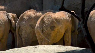 Bir sıcak yaz günü, sosyalleşmek çalışırken, ultra hd 4k, gerçek zamanlı çöl filleri grup