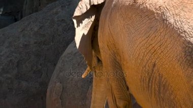 Bir sıcak yaz günü, sosyalleşmek çalışırken, ultra hd 4k, gerçek zamanlı çöl filleri grup