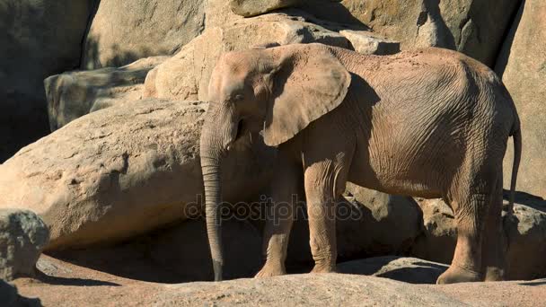 Grupo de elefantes del desierto en un día caluroso de verano, tratando de socializar, Ultra hd 4k, en tiempo real — Vídeos de Stock