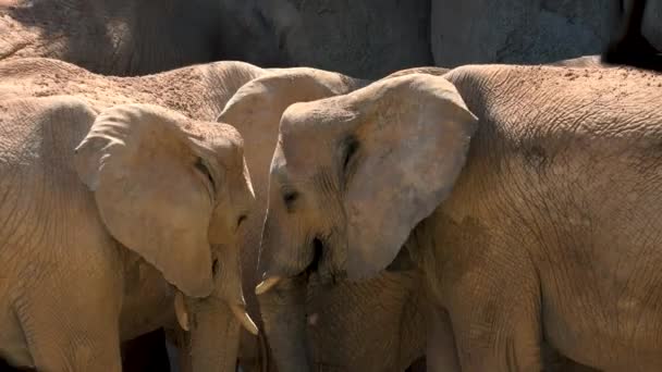 Groupe d'éléphants du désert par une chaude journée d'été, essayant de socialiser, Ultra hd 4k, en temps réel — Video