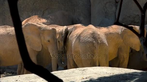 Group of desert elephants on a hot summer day, trying to socialize, ultra hd 4k, real time — Stock Video