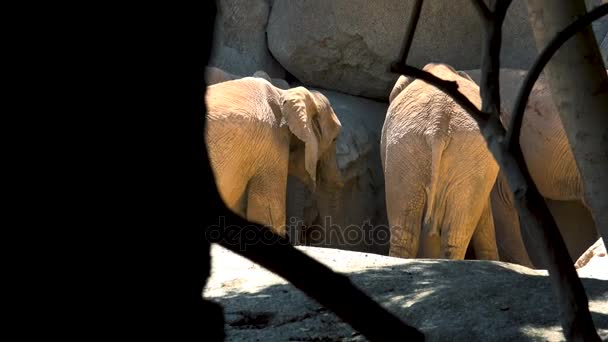 Grupp av öken elefanter på en varm sommardag, försöker umgås, ultra hd 4k, realtid — Stockvideo
