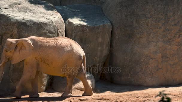 Skupina z pouštní sloni na horký letní den, snaží stýkat, ultra hd 4k, reálném čase
