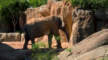 Bir sıcak yaz günü, sosyalleşmek çalışırken, ultra hd 4k, gerçek zamanlı çöl filleri grup