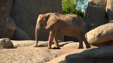 Bir sıcak yaz günü, sosyalleşmek çalışırken, ultra hd 4k, gerçek zamanlı çöl filleri grup