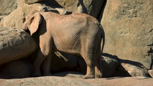 Groupe d'éléphants du désert par une chaude journée d'été, essayant de socialiser, Ultra hd 4k, en temps réel — Video