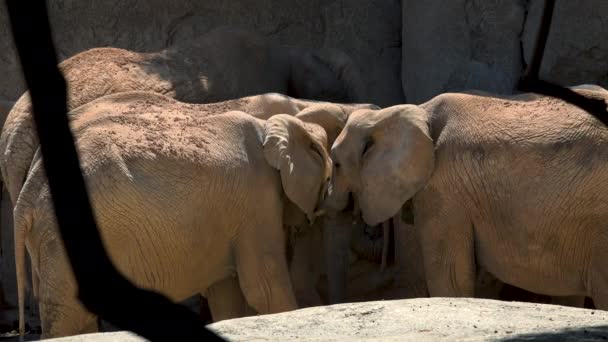 Groupe d'éléphants du désert par une chaude journée d'été, essayant de socialiser, Ultra hd 4k, en temps réel 