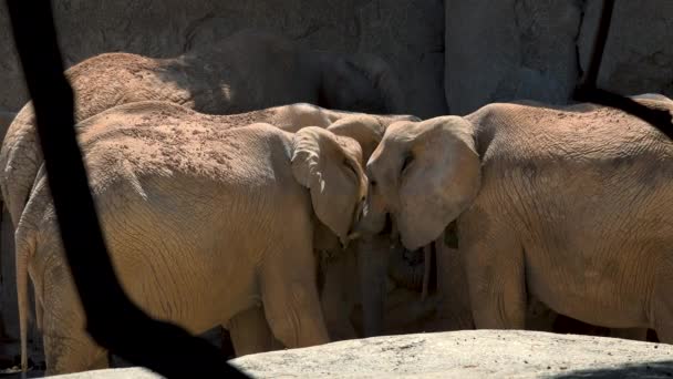 Groupe d'éléphants du désert par une chaude journée d'été, essayant de socialiser, Ultra hd 4k, en temps réel — Video