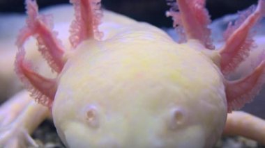 Amfibi, Meksika semender (Ambystoma Mexicanum) veya Meksika yürüyüş balık, gerçek zamanlı, 4k, ultra hd