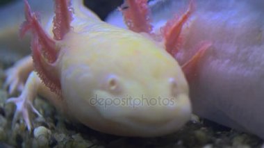 Amfibi, Meksika semender (Ambystoma Mexicanum) veya Meksika yürüyüş balık, gerçek zamanlı, 4k, ultra hd