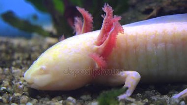 Amfibi, Meksika semender (Ambystoma Mexicanum) veya Meksika yürüyüş balık, gerçek zamanlı, 4k, ultra hd