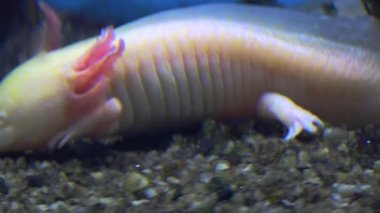 Amfibi, Meksika semender (Ambystoma Mexicanum) veya Meksika yürüyüş balık, gerçek zamanlı, 4k, ultra hd