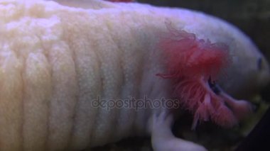 Amfibi, Meksika semender (Ambystoma Mexicanum) veya Meksika yürüyüş balık, gerçek zamanlı, 4k, ultra hd