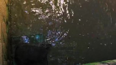 Oynama ve bir su birikintisi Su, gerçek zamanlı, 4 k, ultra hd su samuru