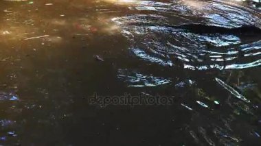Oynama ve bir su birikintisi Su, gerçek zamanlı, 4 k, ultra hd su samuru