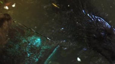 Oynama ve bir su birikintisi Su, gerçek zamanlı, 4 k, ultra hd su samuru