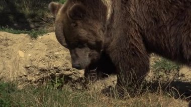 Büyük boz ayı yeşil orman, gerçek zamanlı, 4 k, ultra hd yürümek