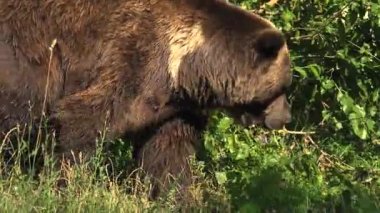 Büyük boz ayı yeşil orman, gerçek zamanlı, 4 k, ultra hd yürümek