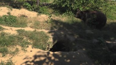 Büyük boz ayı yeşil orman, gerçek zamanlı, 4 k, ultra hd yürümek
