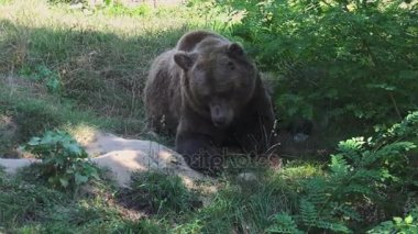 Büyük boz ayı yeşil orman, gerçek zamanlı, 4 k, ultra hd yürümek