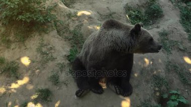 Büyük boz ayı yeşil orman, gerçek zamanlı, 4 k, ultra hd yürümek