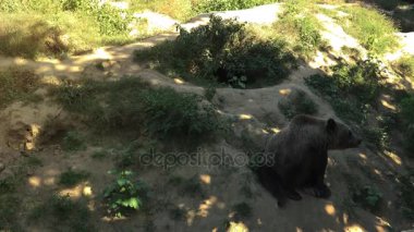 Büyük boz ayı yeşil orman, gerçek zamanlı, 4 k, ultra hd yürümek