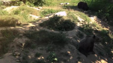 Büyük boz ayı yeşil orman, gerçek zamanlı, 4 k, ultra hd yürümek