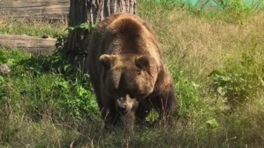 Büyük boz ayı yeşil orman, gerçek zamanlı, 4 k, ultra hd yürümek
