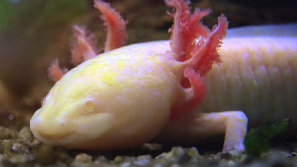 Axolotl mexický, mexický mlok (Ambystoma Mexicanum) nebo Mexican Walking ryb, reálném čase, 4k ultra hd — Stock video