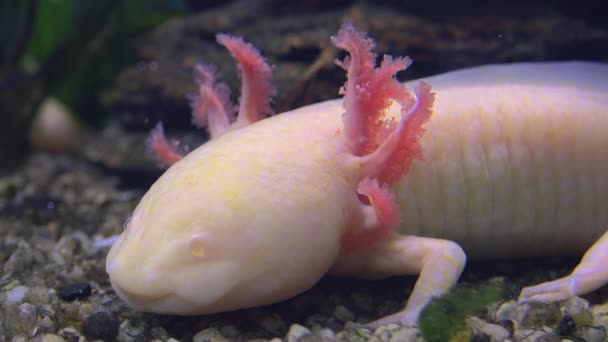 Axolotl, Mexican Salamander (Ambystoma Filicanum) или Mexican Walking Fish, в реальном времени, 4k, ультра — стоковое видео