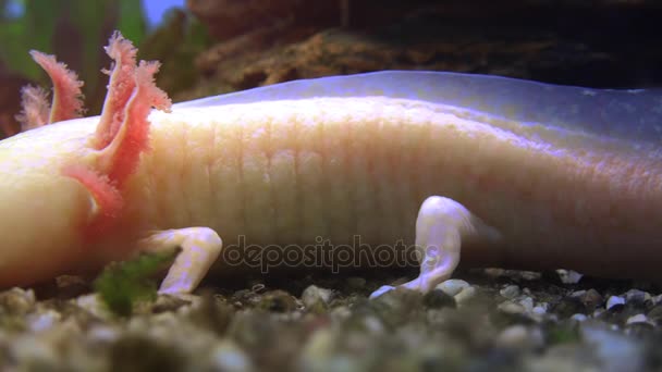 Axolotl Mexican Salamander Ambystoma Mexicanum Or Mexican Walking Fish Real Time 4k Ultra Hd Video By C Botec Stock Footage Axolotl Mexican Salamander Ambystoma Mexicanum Or Mexican Walking Fish Real Time 4k Ultra Hd Video By C Botec Stock Footage