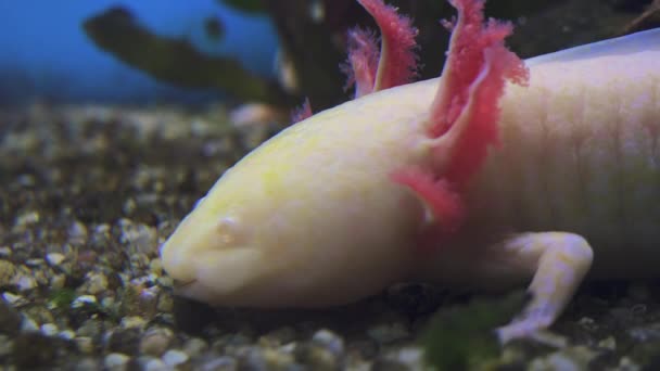 Axolotl, Mexican Salamander (Ambystoma Filicanum) или Mexican Walking Fish, в реальном времени, 4k, ультра — стоковое видео