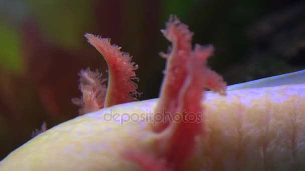 Axolotl, 멕시코 도롱뇽 (Ambystoma Mexicanum) 또는 멕시코 걷는 물고기, 실시간으로, 4 k, 울트라의 hd — 비디오