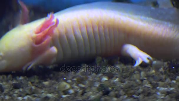 Axolotl, salamandre mexicaine (Ambystoma Mexicanum) ou poisson de promenade mexicain, en temps réel, 4k, ultra hd — Video