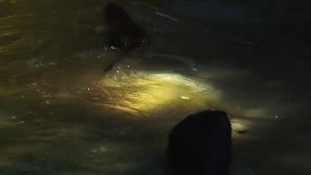 Vydry hrát a plavat ve vodě rybníka, reálném čase, 4k ultra hd — Stock video