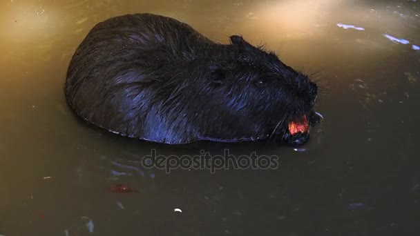 Nutrias jugando y nadando en un estanque de agua, en tiempo real, 4k, ultra hd — Vídeos de Stock