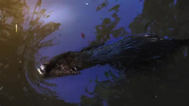 Otters playing and swimming in a pond water, real time, 4k, ultra hd — Stock Video