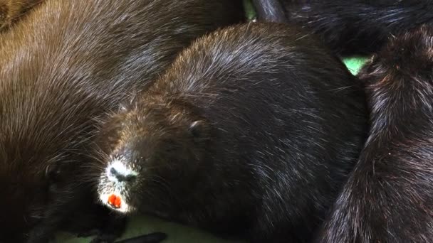 Otters spelen en zwemmen in het vijverwater van een, real-time, 4k ultra hd — Stockvideo