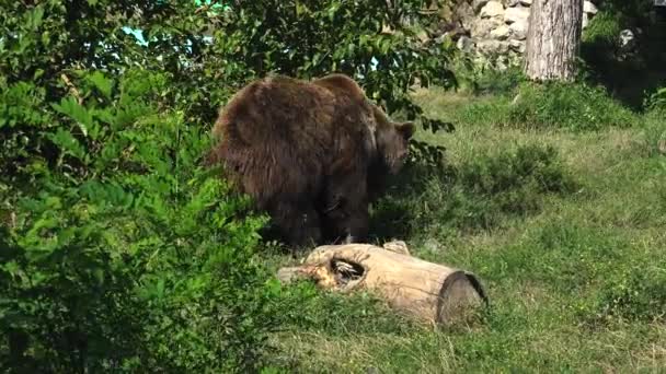 Großer brauner bär spaziergang auf grünen wald, echtzeit, 4k, ultra hd — Stockvideo