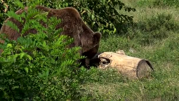 Big brown bear walk on green forest, real time, 4k, ultra hd — Stock Video