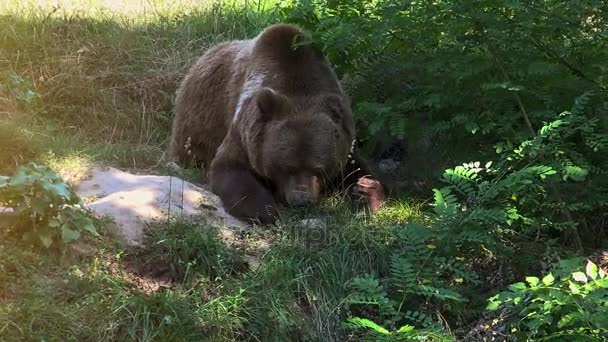 큰 갈색 곰 도보 녹색 숲, 실시간으로, 4 k, 울트라의 hd — 비디오