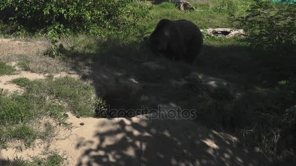 Большой бурый медведь гуляет по зеленому лесу, в режиме реального времени, 4К, ультра — стоковое видео