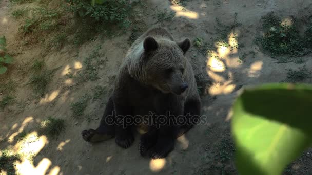 Grande orso bruno camminare sulla foresta verde, in tempo reale, 4k, ultra hd — Video Stock