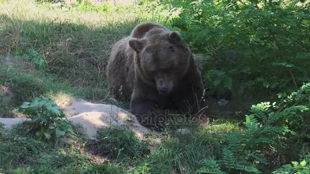 Gran paseo oso pardo en el bosque verde, en tiempo real, 4k, ultra hd — Vídeo de stock