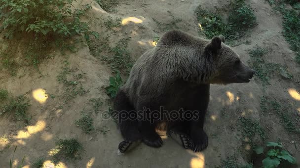 Большой бурый медведь гуляет по зеленому лесу, в режиме реального времени, 4К, ультра — стоковое видео