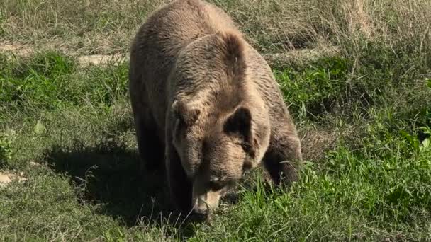 Grand ours brun marche sur la forêt verte, en temps réel, 4k, ultra hd — Video