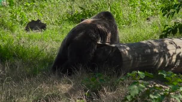 Big brown bear chodzić na zielony las, czasie rzeczywistym, 4k ultra hd — Wideo stockowe