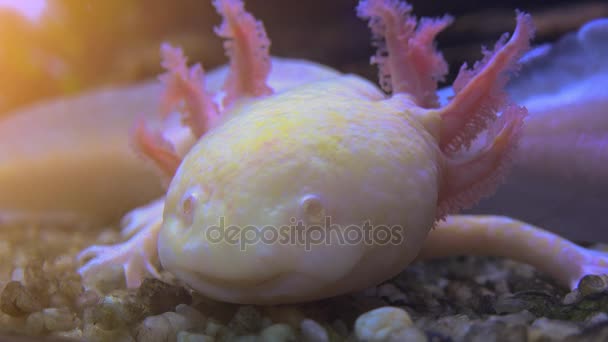 Axolotl, мексиканський саламандра (Ambystoma Mexicanum) або мексиканських ходьба риби, реального часу, 4 Кбайт, ultra hd — стокове відео